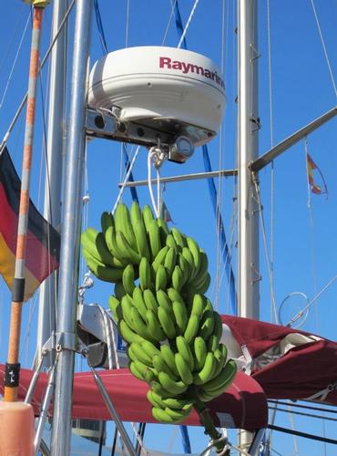 A hand of bananas stored on deck for an offshore passage. Easy accessibility and storage of this fruit at sea. © Sheryl Shard